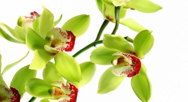 Orquídeas raras da espécie: Shenzhen Nongke Medium