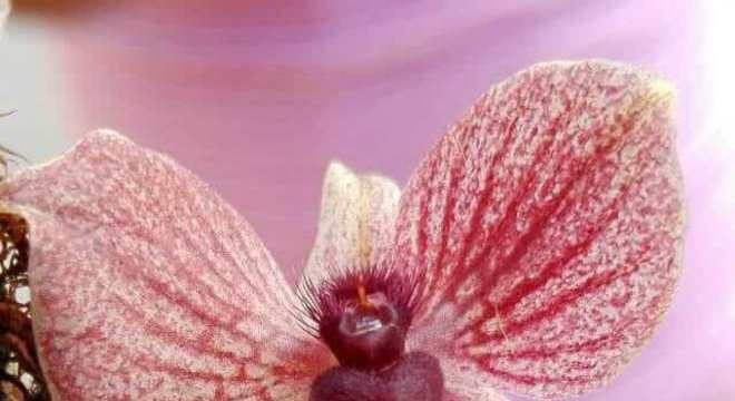 Orquídeas raras da espécie Telipogon Diabolicus Picdeer