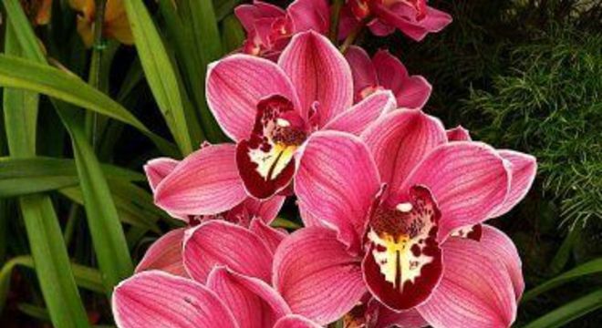 Orquídeas raras e exóticas