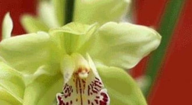 Orquídeas raras em amarelo e vermelho da espécie Shenzhen Nongke