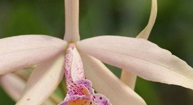 Orquídeas raras em branco com desenhos em roxo e amarelo