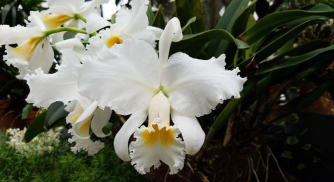 Orquídeas raras em branco e amarelo