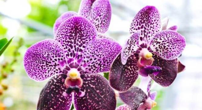 Orquídeas raras em tons de roxo
