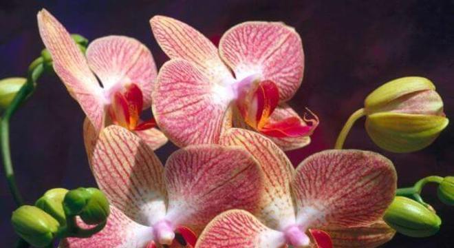 Orquídeas raras em tons de vermelho