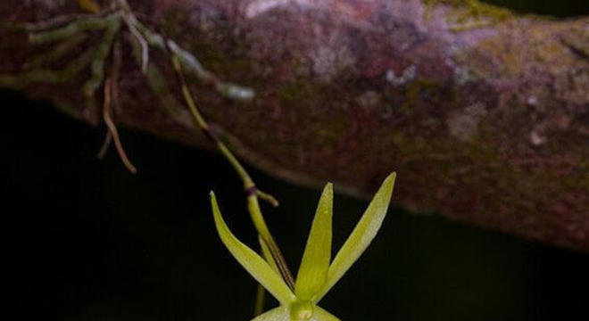 Orquídeas raras espécie dendrophylaz lindenii