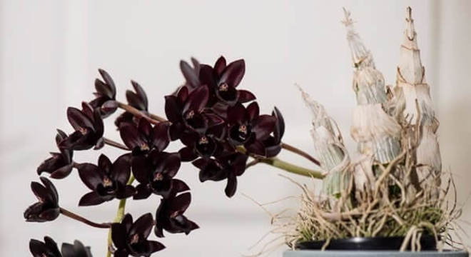 Orquídeas raras espécie orquídea negra