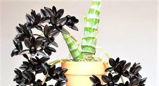 Orquídeas raras espécie orquídea negra