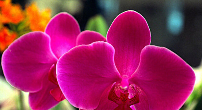Orquídeas raras na cor pink