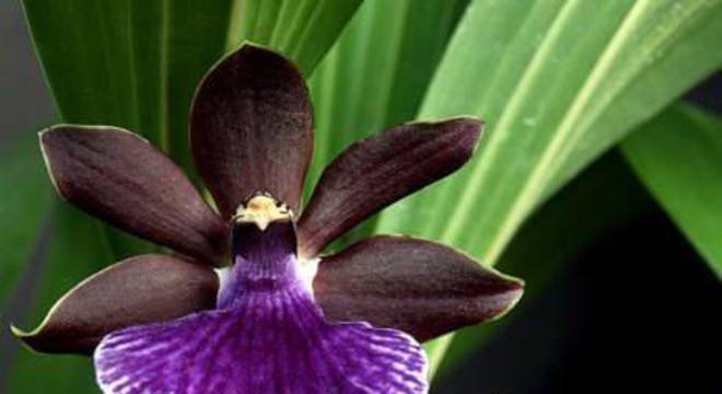 Orquídeas raras negra com detalhes roxo