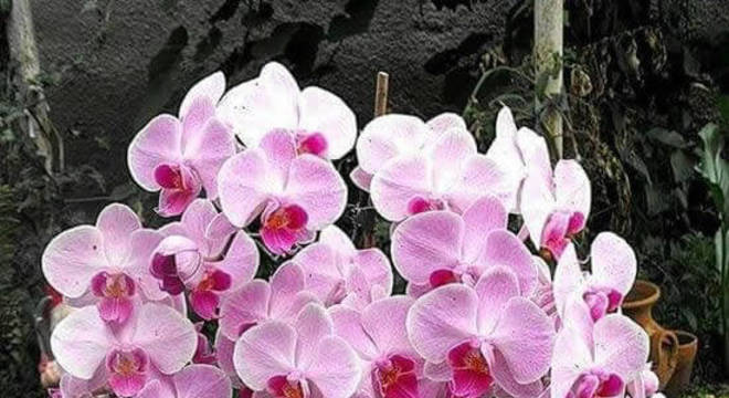 Orquídeas raras no vaso como cuidar 
