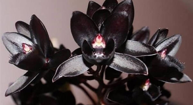 Orquídeas raras orquidário