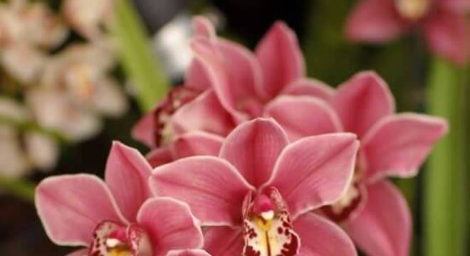 Orquídeas raras para colocar no jardim