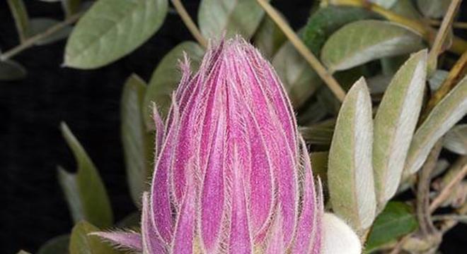 Orquídeas raras são lindas para admirar