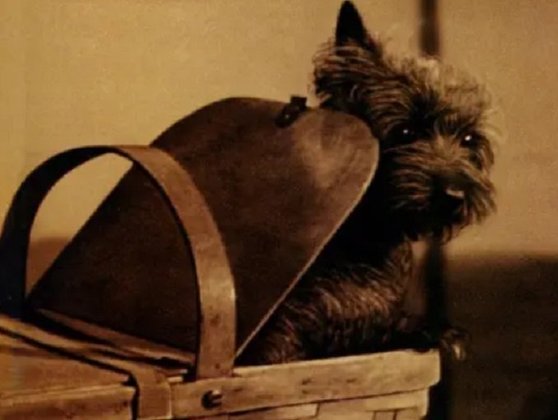  Os atores que fizeram os Munchkins em O Mágico de Oz ganharam 50 dólares por semana. O cachorro que deu vida a Totó ganhou 125 dólares por semana.