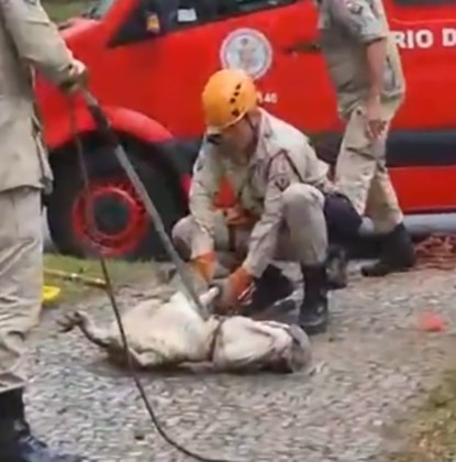 Os bombeiros tiveram que botar um saco na cabeça do animal e virá-lo, para conseguir amarrá-lo. Um sufoco. 