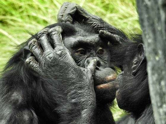 Os bonobos têm como habilidades a resolução de conflitos de forma pacífica e o uso de ferramentas. Compartilham uma base genética significativa com os humanos.