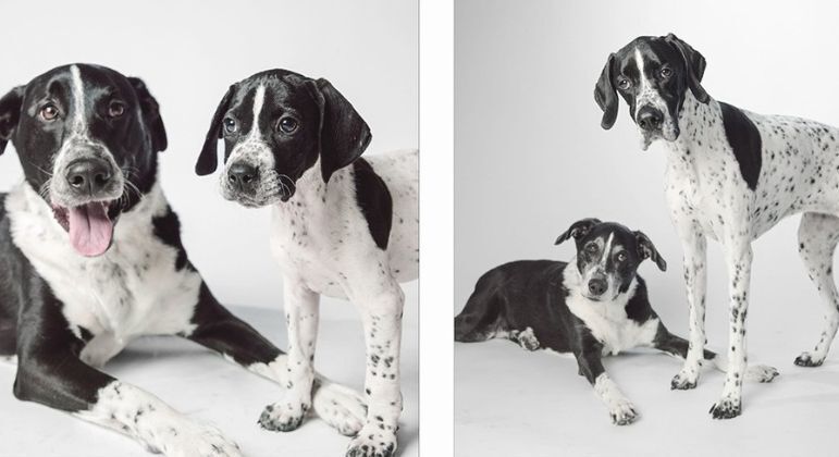 Os cachorros Gus e Liza em 2006 e 2013