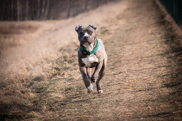 Os cães da raça pitbull são extremamente fortes e ágeis. Tem estruturas óssea e muscular bem desenvolvidas. Quando atacam, as lesões são sérias. 