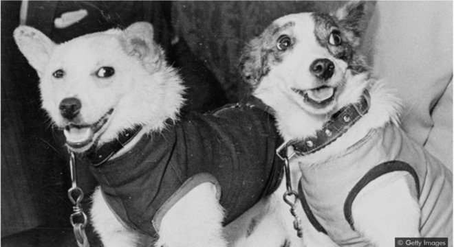 Cães provaram que animais poderiam sobreviver ao passar por cinturões radioativos
