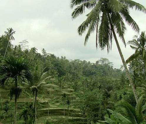 Os campos de arroz de Tegallalang ficam a apenas 15 minutos de Ubud. E as plantações do arroz se harmonizam com palmeiras numa imagem digna de cartão postal. 