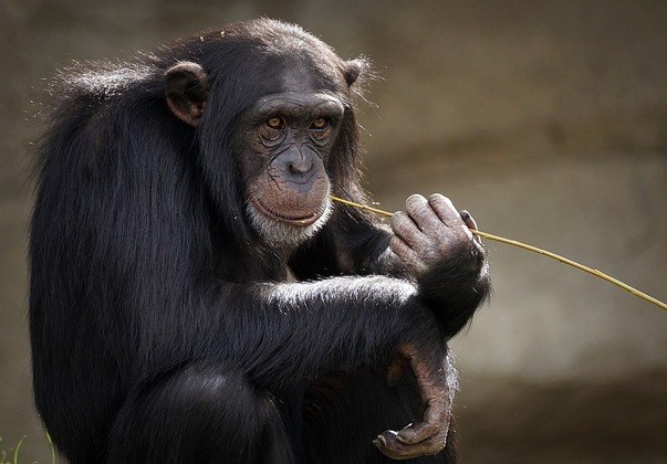 Os chimpanzés criam ferramentas simples, possuem habilidades sociais avançadas, capacidade de aprender a linguagem de sinais, exibem atitudes altruístas e empatia e conseguem resolve problemas.