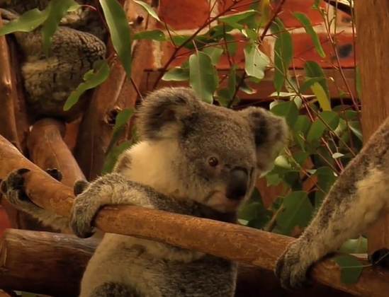 Os coalas possuem uma aparência agradável e diferenciada do reino animal, mas outra coisa que eles também se destacam é com suas impressões digitais, muitas vezes confundidas com a de um ser humano.