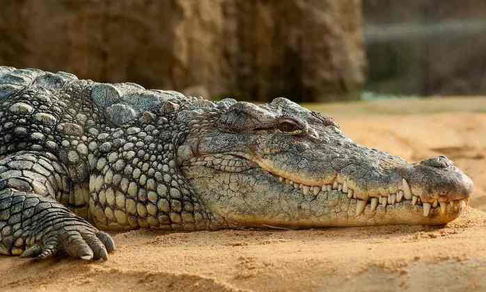 Os crocodilos são um dos animais mais aterrorizantes e antigos do mundo. Pensando nisso, fizemos uma galeria com curiosidades e fatos sobre eles. Confira!