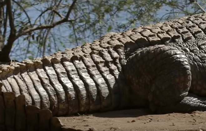 Os crocodilos têm caudas gigantescas e, além de aterrorizantes, elas existem para ajudar o animal a caçar, já que elas são muito fortes e dão impulso para que eles consigam nadar com mais velocidade. 