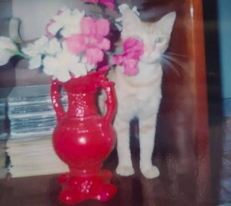 Os donos contaram que a gata foi adotada em 1995. “Saímos para ir ao mercado e na volta vimos a gatinha. Chegamos a procurar o possível dono por alguns dias, mas não encontramos e ela acabou ficando conosco”, lembrou.
