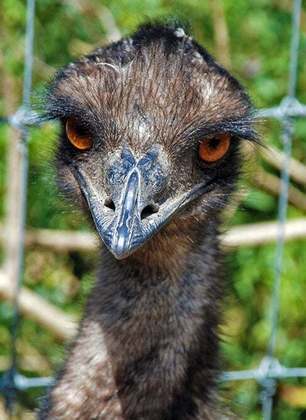 Os emus foram atraídos para esses locais ao identificarem neles a presença abundante de água e trigo.