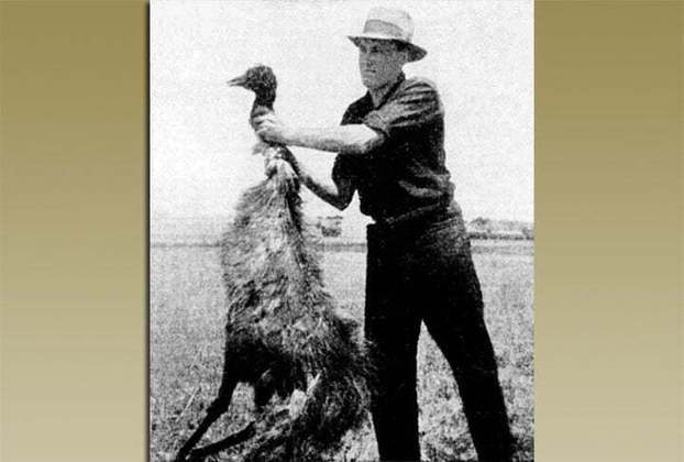 Os emus tinham sua estratégia natural, uma tática de sobrevivência, algo ignorado pelos militares australianos. 