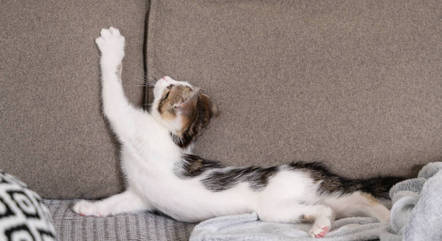 Os gatos adoram arranhar os sofás de seus tutores