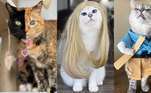 Os gatos mais famosos do Instagram