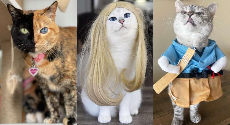 Os gatos mais famosos do Instagram