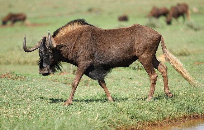 Os gnus migram em grupo por longas distâncias pela savana, em busca de alimentos e água. Eles são herbívoros. e vivem em média 20 anos, mas existem casos relatados em que chegaram aos 40 anos.