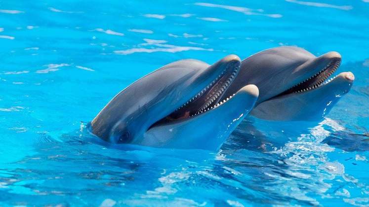 Os golfinhos são capazes de realizar uma comunicação complexa e exibem comportamentos sociais avançados, capacidade de resolver problemas, uso de ferramentas improvisadas. Curiosidade: Podem reconhecer a si mesmos em um espelho.