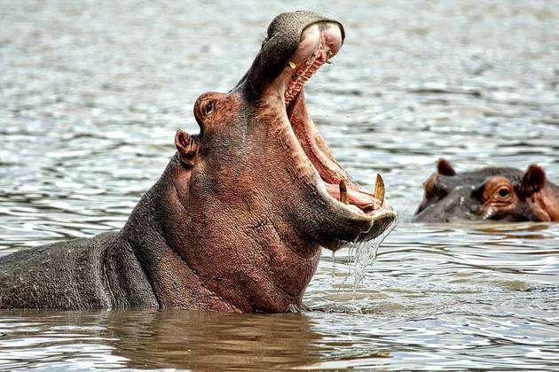 Os hipopótamos estão entre os animais mais agressivos do planeta. E sua mordida tem uma pressão equivalente a 825 quilos - uma das mais fortes do mundo.  