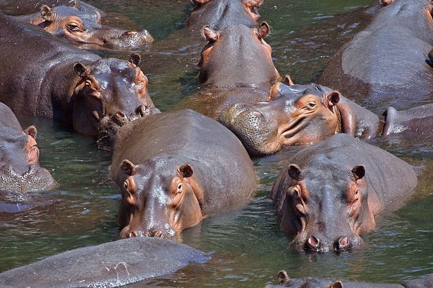 Os hipopótamos são sedentários e gostam de se banhar em rios e o contato com a água é algo que surte efeito relaxante para eles. Além disso, a água é fundamental para deixar sua pele úmida, evitando rachaduras.
