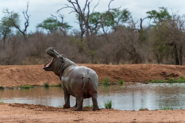 Os hipopótamos vivem de 40 a 50 anos. Eles habitam normalmente toda a África abaixo do Saara. 