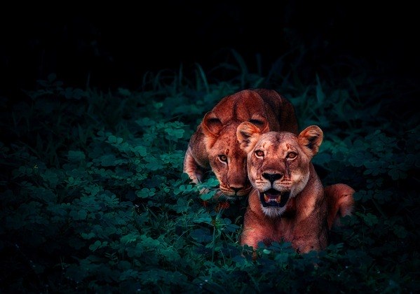 Os leões têm boa visão noturna. Por isso, as leoas também podem aproveitar horários noturnos para surpreender suas presas. 