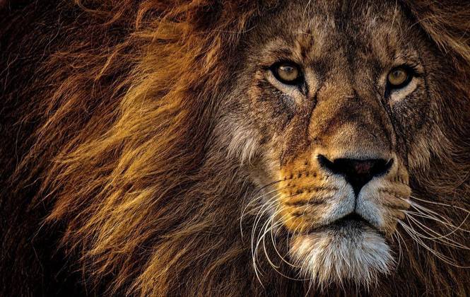 Os leões têm expectativa de vida de 10 a 16 anos. 
