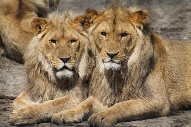 Os leões vivem em grupos de cerca de 40 animais. São considerados uma espécie sociável.   