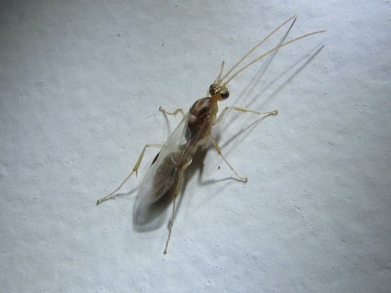 Os machos não realizam nenhuma atividade no formigueiro e servem apenas para o acasalamento com as rainhas.