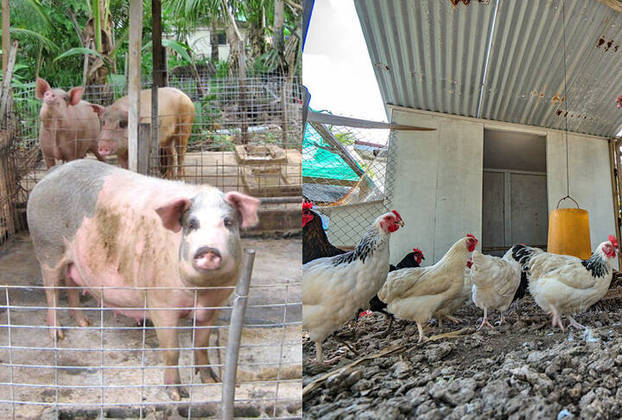 Os moradores têm o hábito de criar porcos e galinhas 