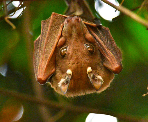 Os morcegos são animais curiosos que chamam a atenção dos seres humanos por dormirem de ponta-cabeça e alguns deles se alimentarem de sangue. Porém outra curiosidade é de serem os únicos mamíferos que conseguem voar.