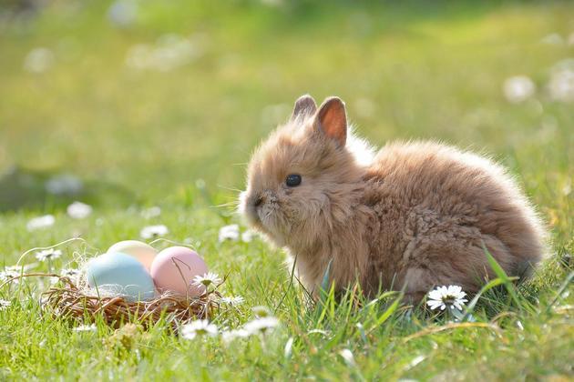 Os olhos do coelho ficam nos lados direito e esquerdo da cabeça. Por isso, ele pode ter visão do que está atrás. Alimentam-se de capim, frutos de arbustos, brotos de plantas como feijão e ervilha, além de legumes. 