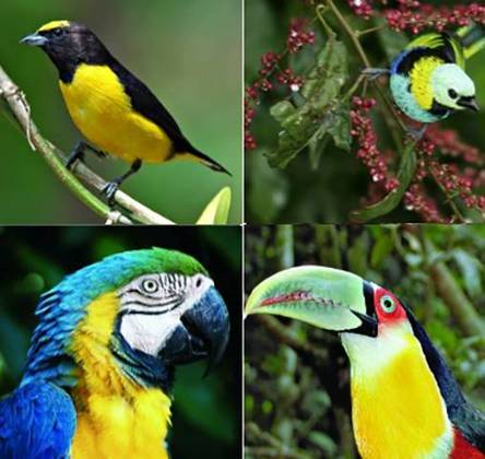 Os parques do Iguaçu também abrigam uma fauna diversificada, formada por mamíferos, belas aves (foto), répteis, anfíbios, peixes e pelo menos 800 tipos de invertebrados. 