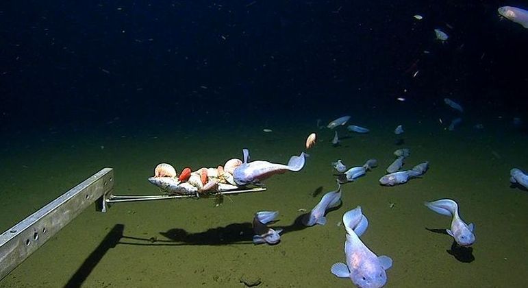 Os peixes que vivem na parte mais profunda do oceano são os peixes-caracóis da espécie Pseudoliparis