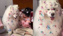 Cachorro com adesivos colados em seus pelos viraliza nas redes
