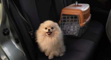 Os pets devem usar caixas ou cintos de segurança próprios em automóveis